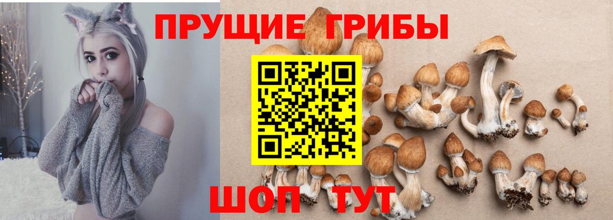 Вольск  Псилоцибиновые грибы Psilocybine cubensis  Вход с VPN 